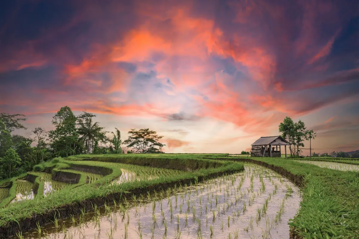 beautiful orange sunset in ubud