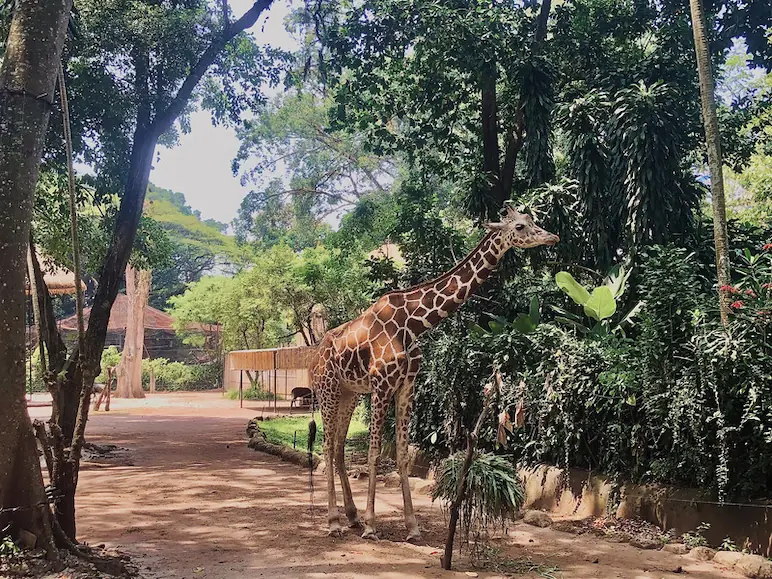 giraffe on the zoo