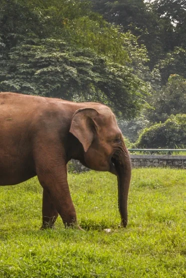 Jakarta Nature & Wildlife elephant