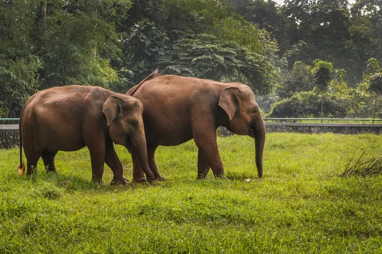 Jakarta Nature & Wildlife elephant