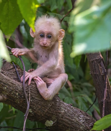 New Monkey Forest Attraction Opens in Ubud CARD