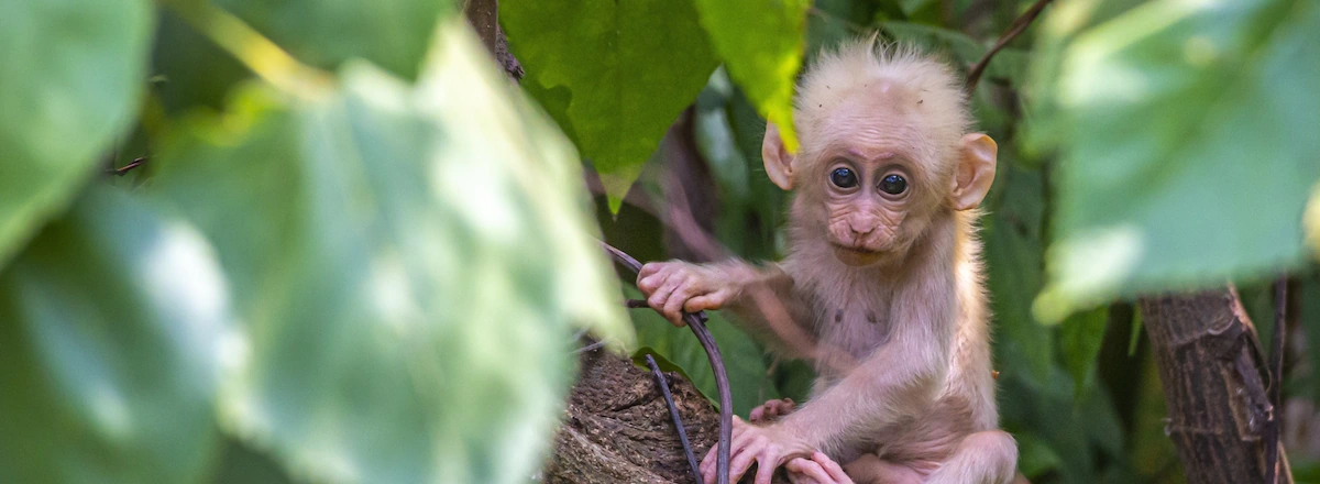 New Monkey Forest Attraction Opens in Ubud HERO