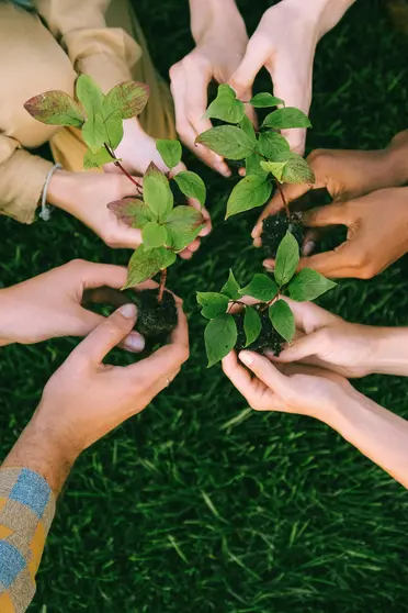 banyan_groups_real_impact_on_sustainability