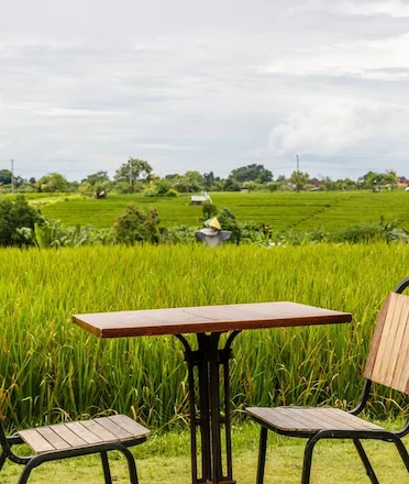 Restaurant Table and Seat overlooking lush paddy field Restaurant Table and Seat overlooking lush paddy field