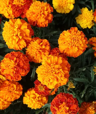 Gemitir / Marigold Flower