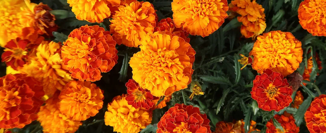 Gemitir / Marigold Flower