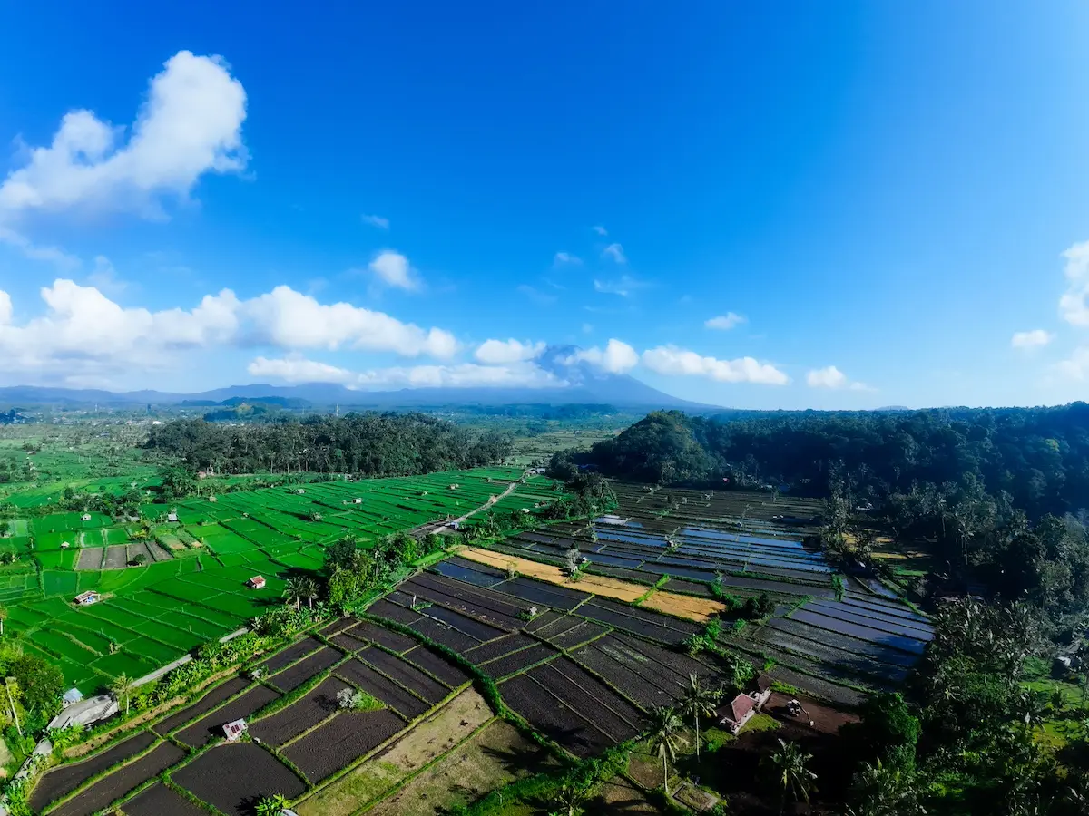 The Spirit of the Island: Arak Bali Experience It at White Rock Beach Club