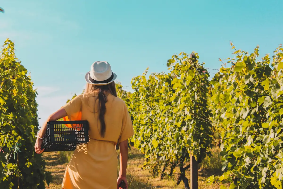 Woman in a Vineyard