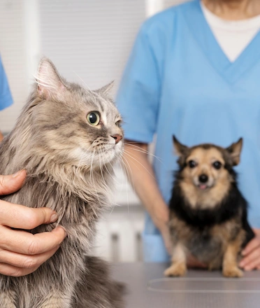 Vet Doctor Treating Cat and Dog