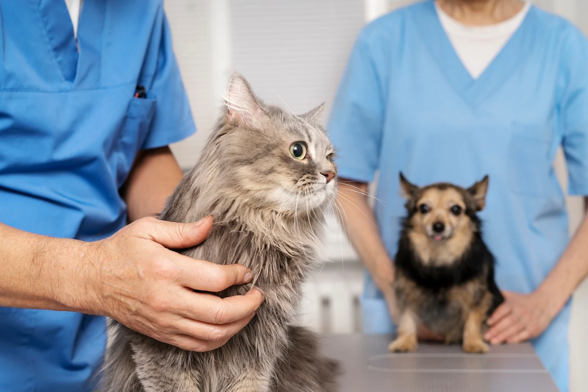 Vet Doctor Treating Cat and Dog