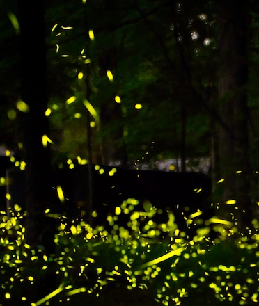 Fireflies Lit Garden at Night Illustration