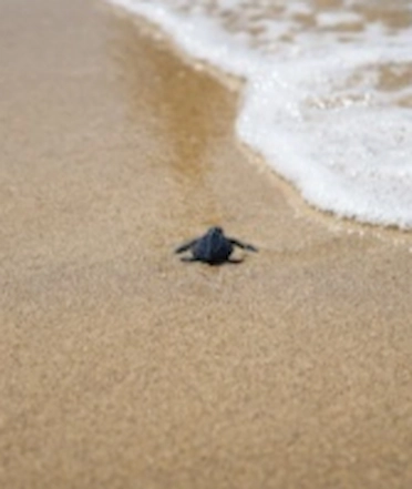 Turtle release Turtle release