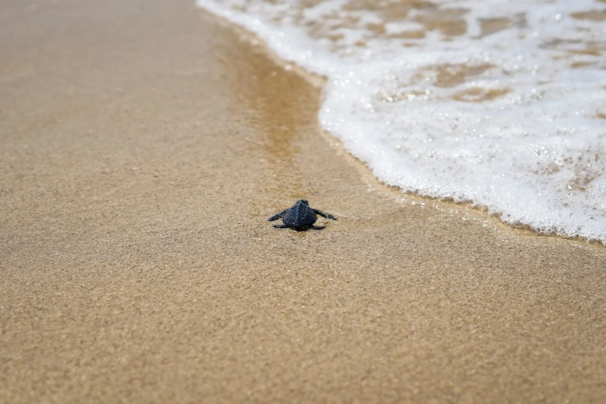 Turtle release