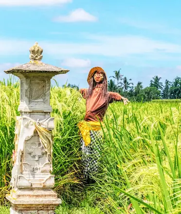 Scarecrow beside Pelinggih Shrine in Jatiluwih 