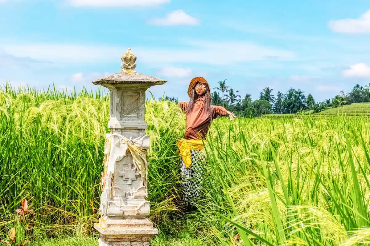 Scarecrow beside Pelinggih Shrine in Jatiluwih 