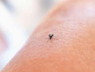 mosquito iceland 1 mosquito iceland 1