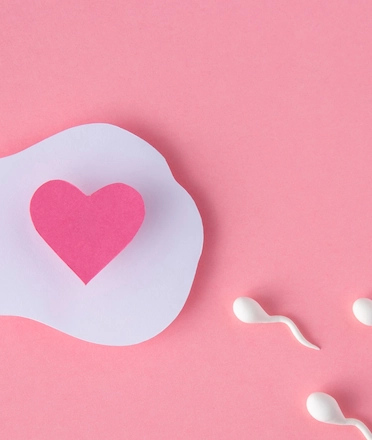 Fertility process illustration