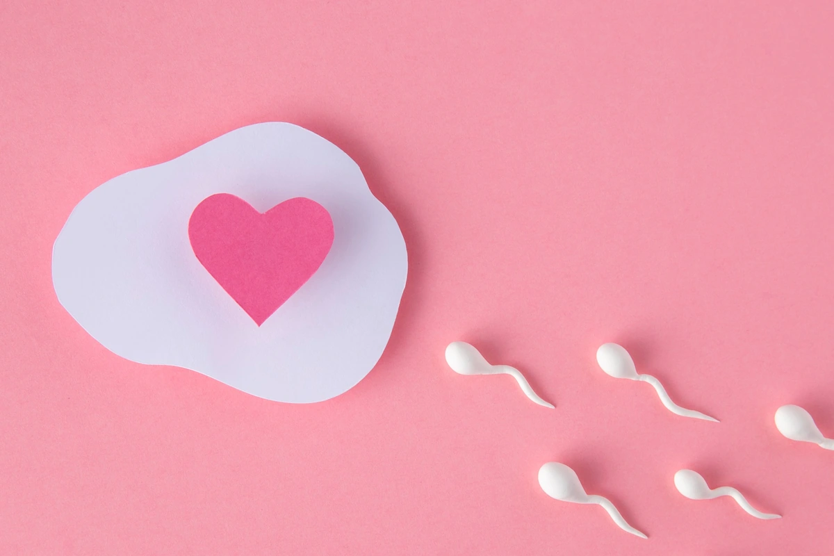 Fertility process illustration