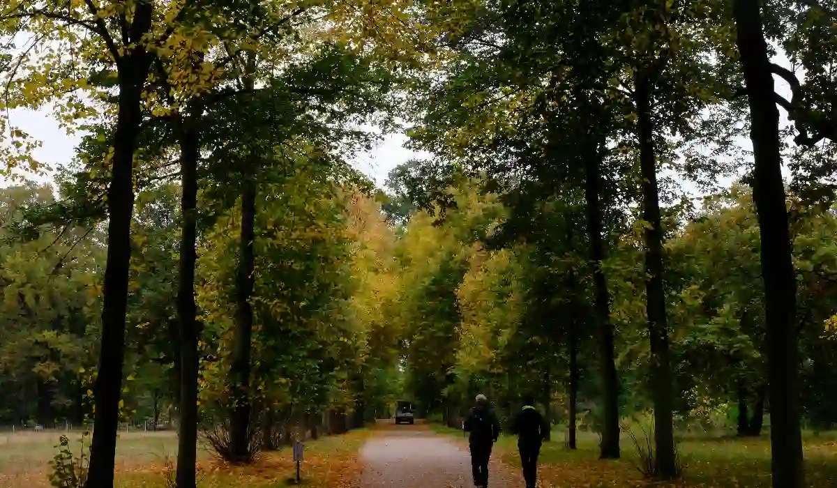 Two people walking along an autumn tree-lined path