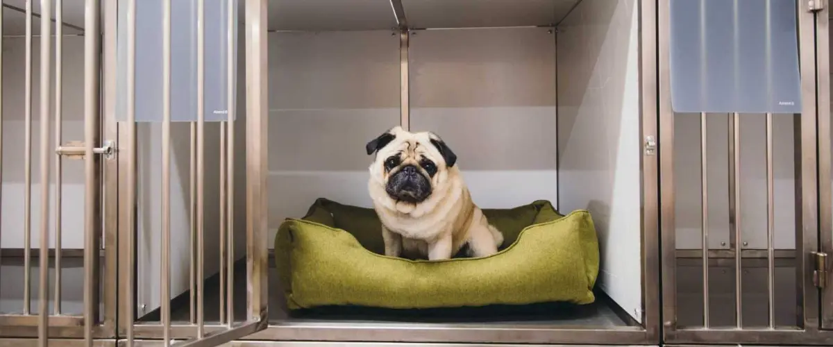 A small pug resting on a cushioned bed