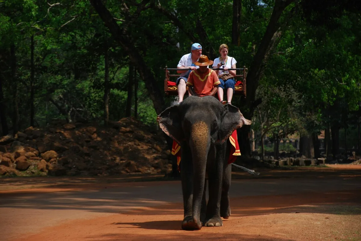 elephant riding banned 2
