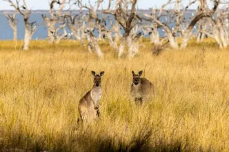 kangaroo australia