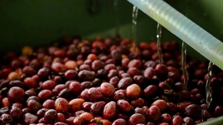 Arabica Coffe