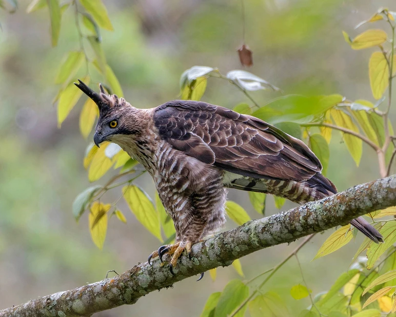 Javan Hawk-Eagle photo by Jarot Wahyudi