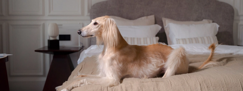 a_dog_on_the_bed