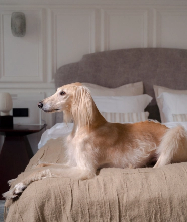 a_dog_on_the_bed