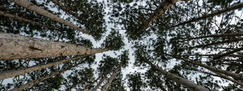 A_pine_forest