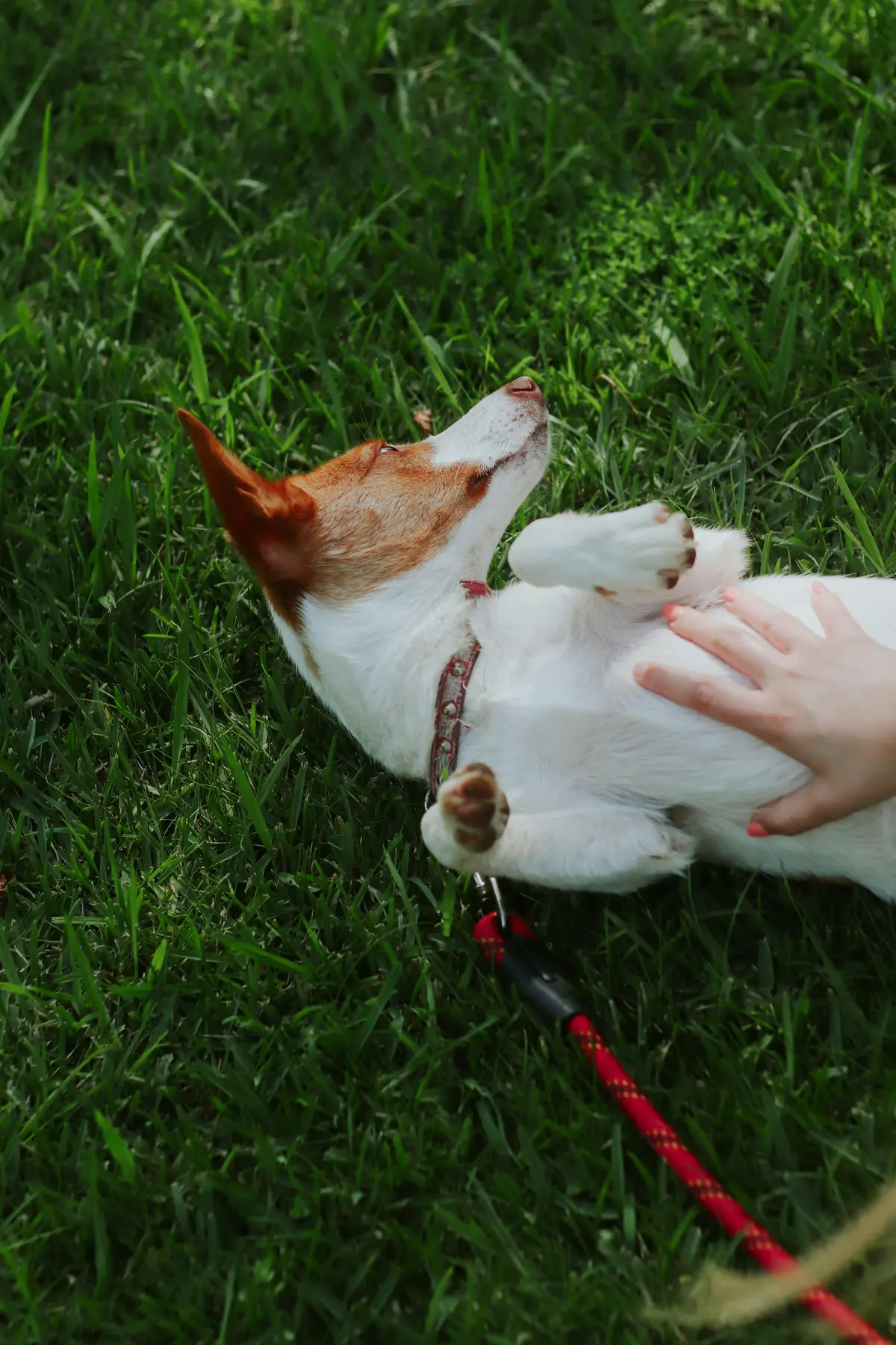 A_dog_in_park