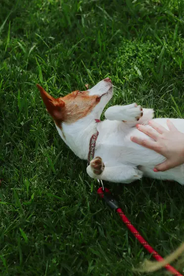 A_dog_in_park
