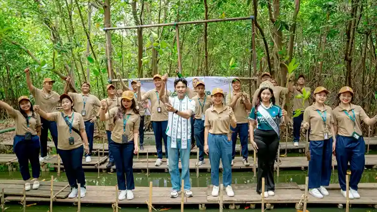 mangrove 