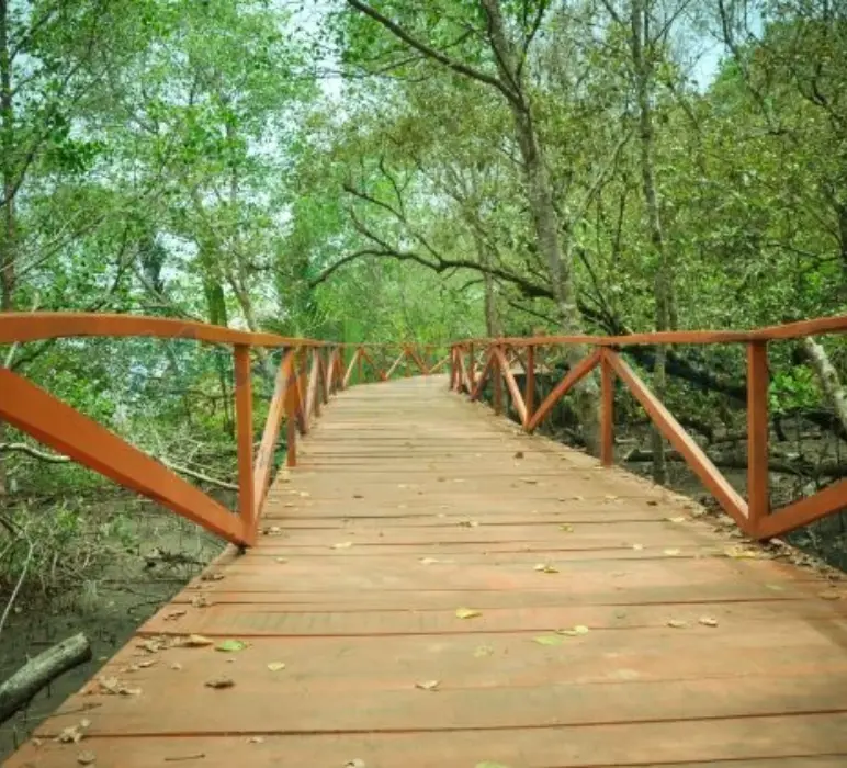 Batukaras Mangrove