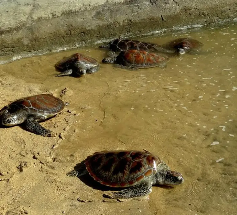 Sea Turtle