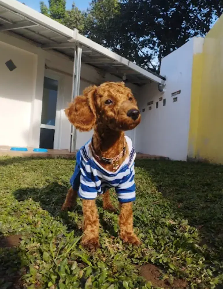 Domu Pet Hotel Bandung