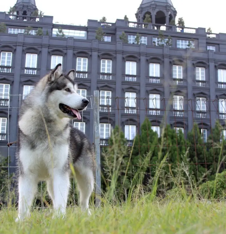 Pet Inn – GH Universal