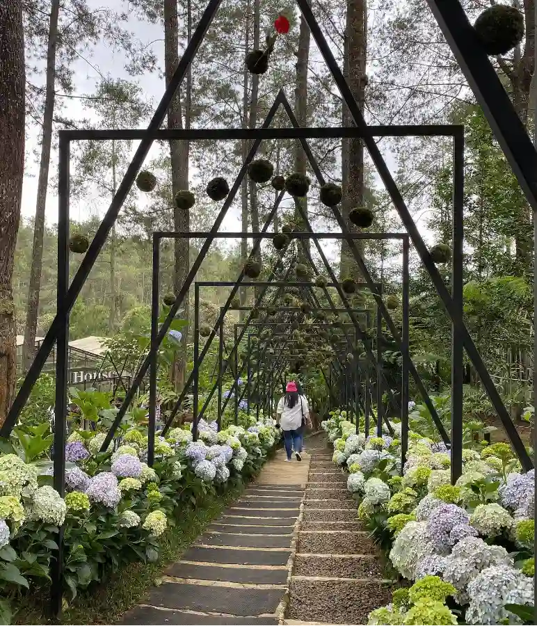 Orchid Forest CIkole