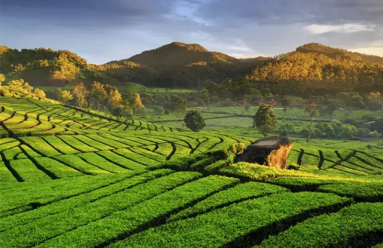 Rancabali Tea Plantation