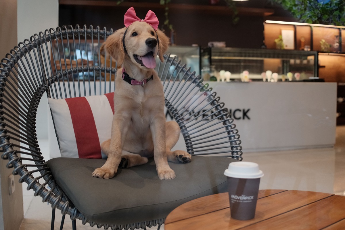 Meet Nala: Movenpick Bali’s Adorable New Ambassador