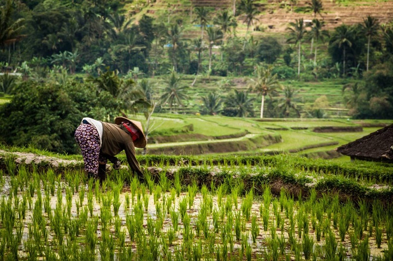 How Tourism Can Help Protect Bali's Jatiluwih Rice Terraces