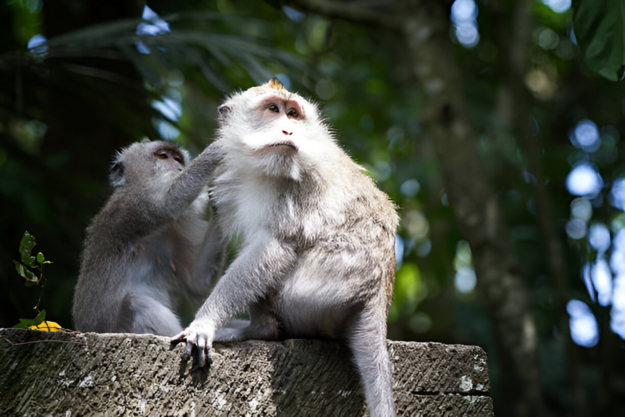 Macaque Kingdom: The Charm of Alas Kedaton Monkey Forest