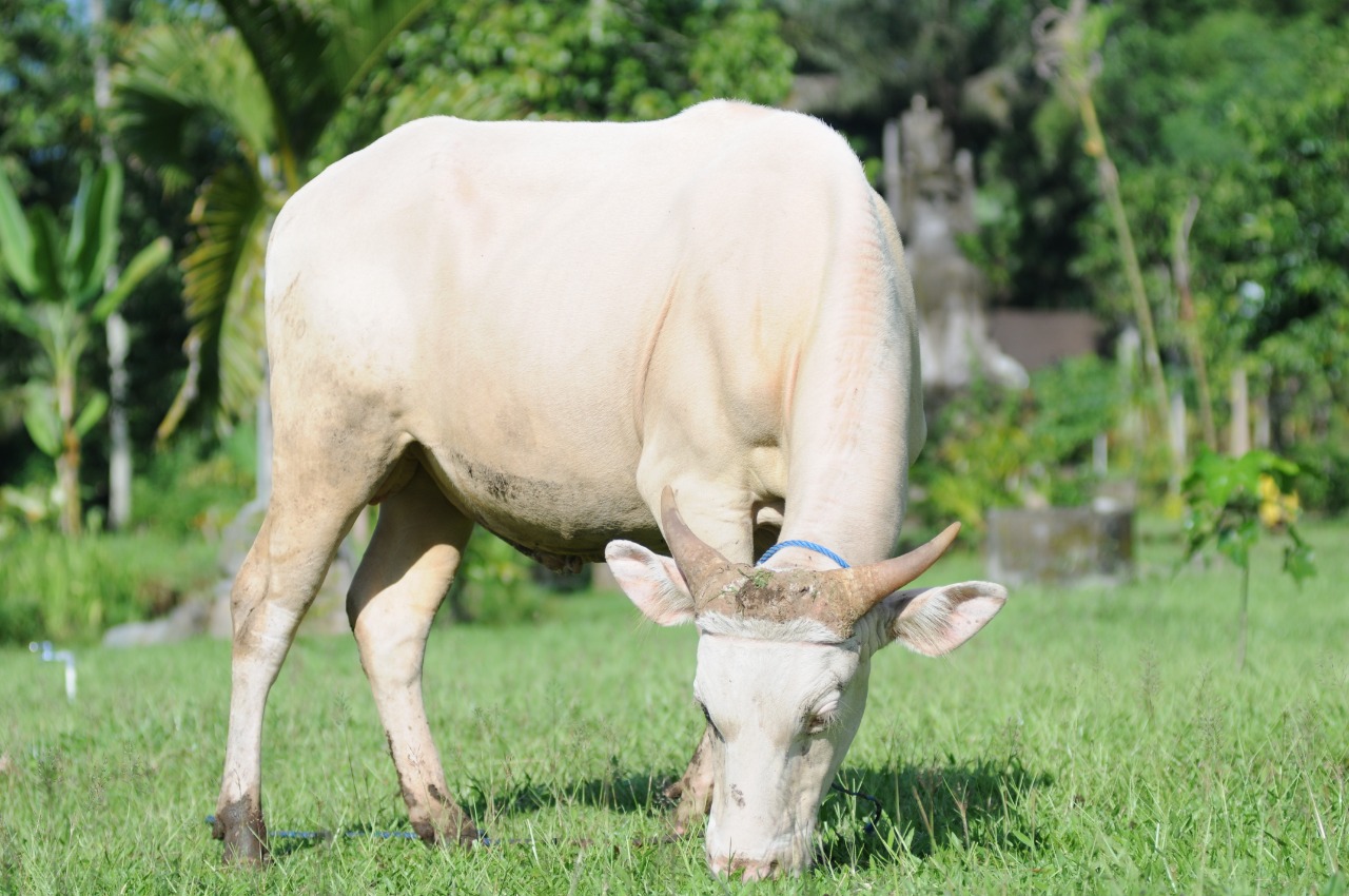 The White Cow of Taro Village: Bali's Enigmatic ‘God’s Vehicle’