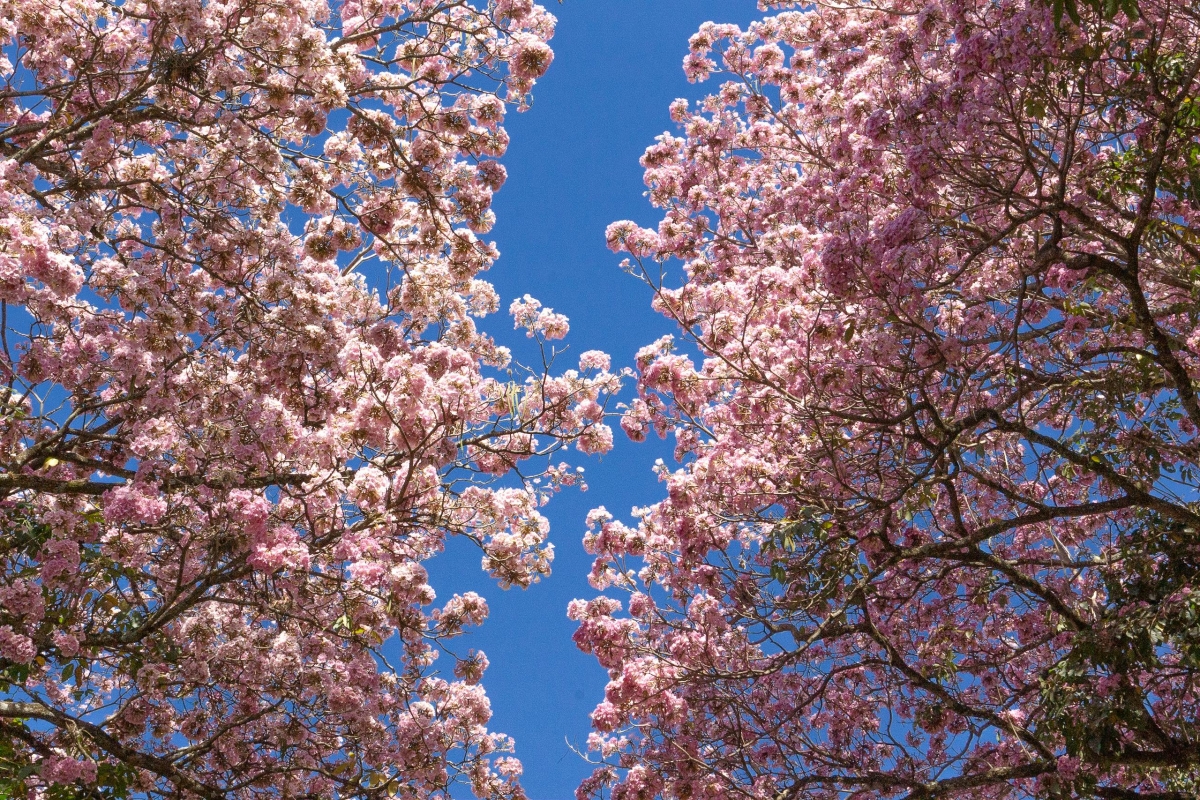 Surabaya’s Streets Awaken with Tabebuya Blossoms