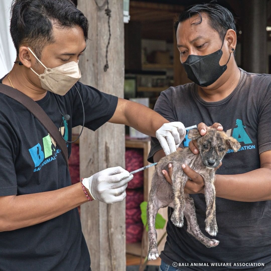 BAWA Best Animal Rescue Bali