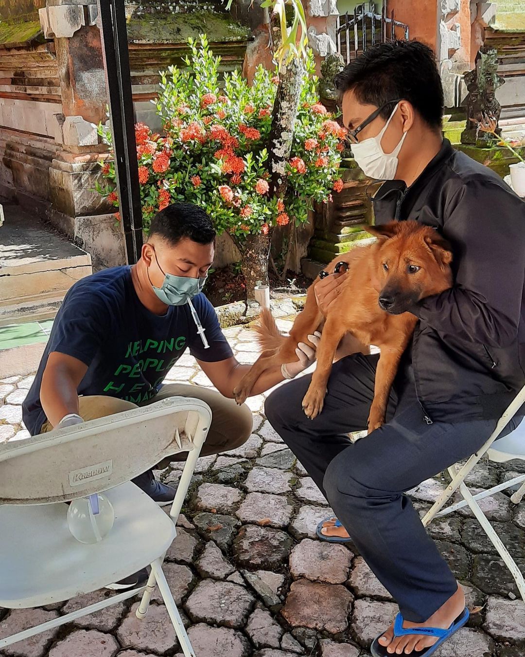 Bali Pet Crusader Bali Best Animal Rescue