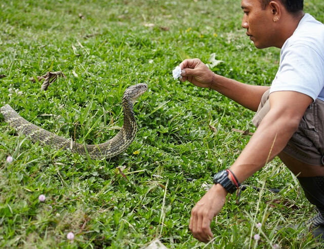 Bali Reptile Rescue Bali Best Animal Rescue