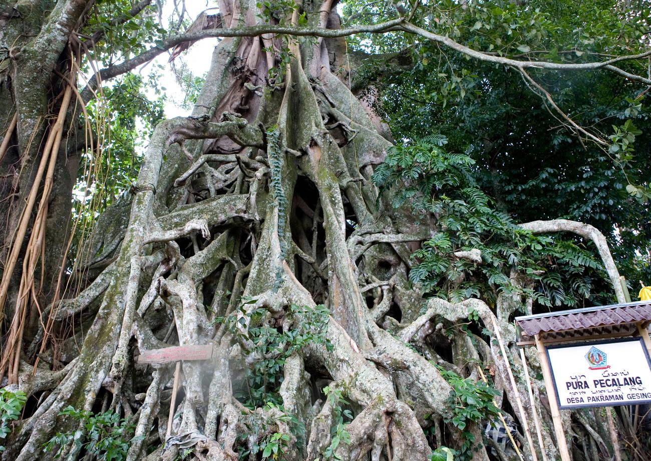 Banyan Tree Activities Around Munduk