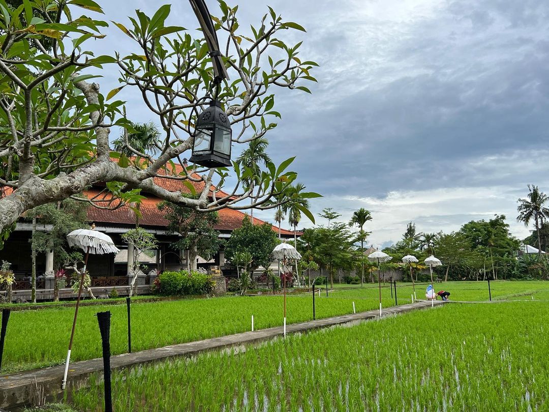 Bebek Bengil Best Restaurants with Rice Paddy Views in Bali